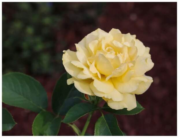 роза Floribunda Rose