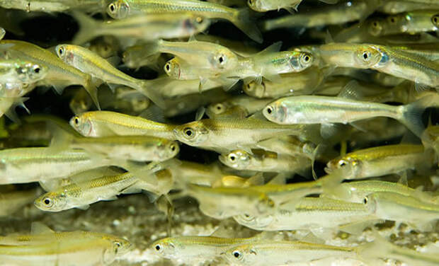 Рыбы вод Украины / Верховка (Leucaspius delineatus (Heckel, 1843))