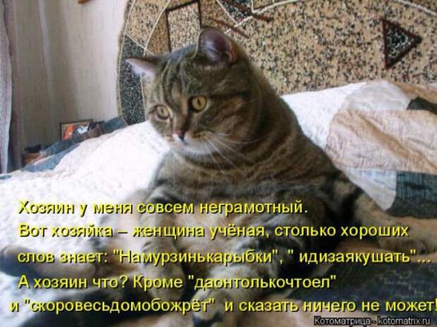 Котоматрицы(картинки с надписями)