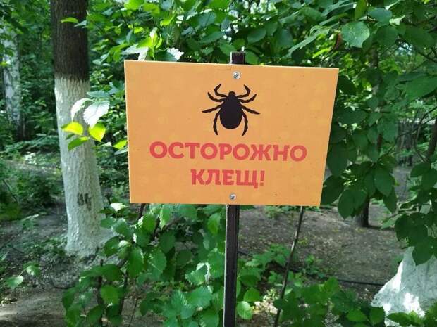 Более 1,9 тысячи случаев присасывания клещей зафиксировано в Забайкалье