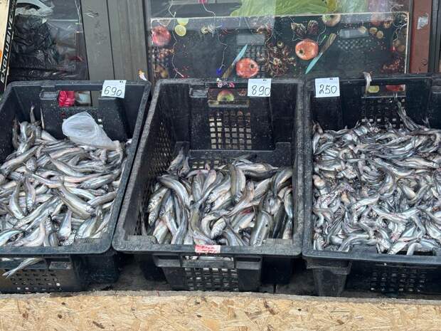 В Петербурге рыбаки объявили начало сезона корюшки в водах Финского залива