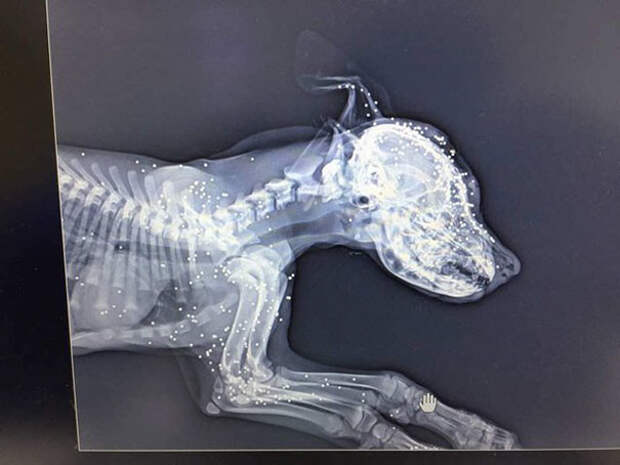 Рентгеновский снимок показал, что в собаку стреляли из пневматического оружия десятки раз выстрел, животные, история, ливан, рана, собака, спасение, фото