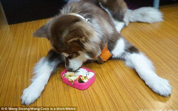 Сын богатейшего жителя Китая подарил своей собаке восемь iPhone 7 iphone 7, китай, подарок, собака