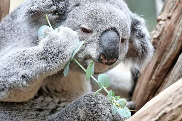 Interesting pictures with animals 09