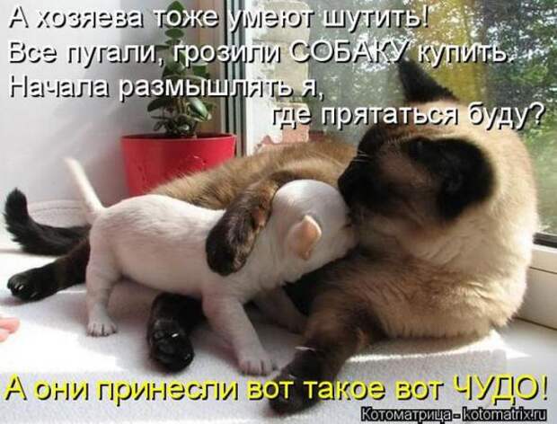 Котоматрицы(картинки с надписями)