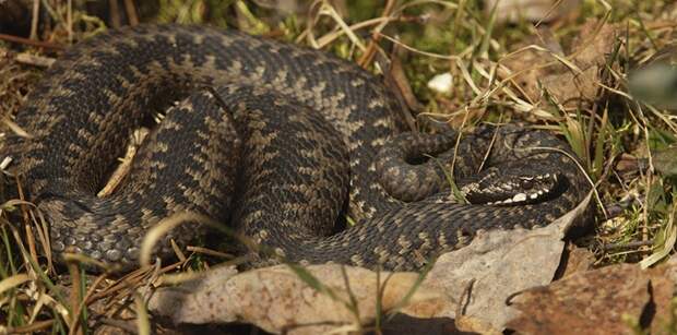 Весна и змеи: когда они просыпаются и как отличить гадюку от ужа