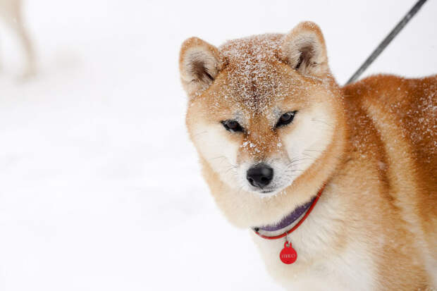 Кинолог Голубев: зимнюю прогулку стоит превратить в тренировку для собаки