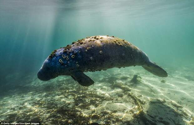 Морская корова жители океана, морские глубины, морские жители, океан, подводные обитатели, подводный мир, подводный монстр