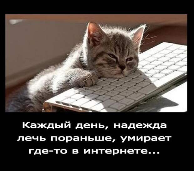Смешные фото приколы и мемы с котами и кошками Смешные фото приколы и мемы с котами и кошками животные, коты, прикол, юмор