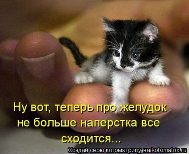 Котоматрицы (картинки с надписями)
