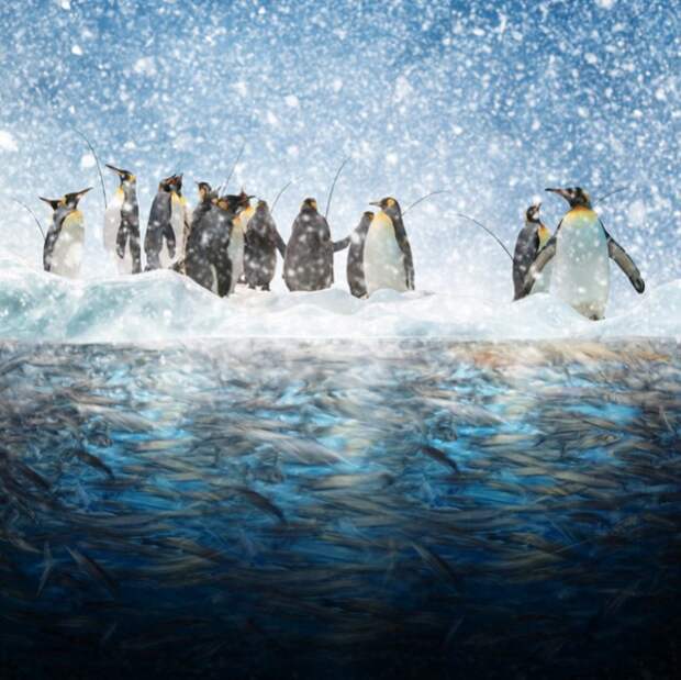 Остров пингвинов. Фотохудожник  Караш Йонуц (Caras Ionut).