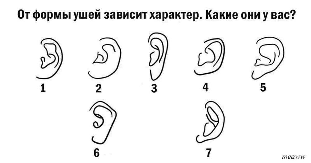 Округлые уши