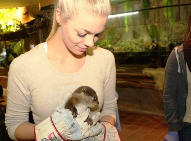 Немецкий зоопарк показал первые фото четырех выдрят, родившихся в августе