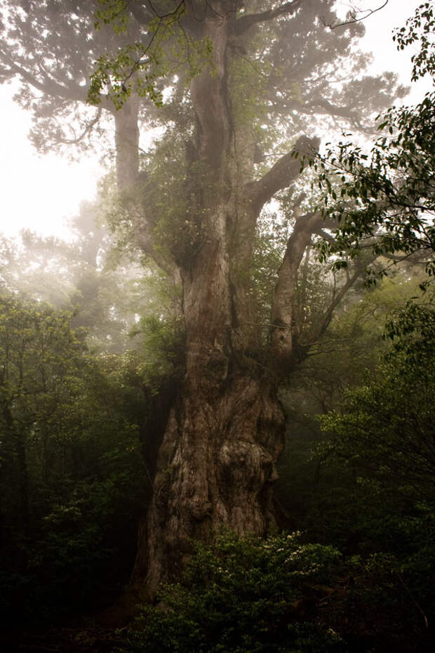 https://forestcitytree.files.wordpress.com/2010/03/jomon-sugi-tree2.jpg