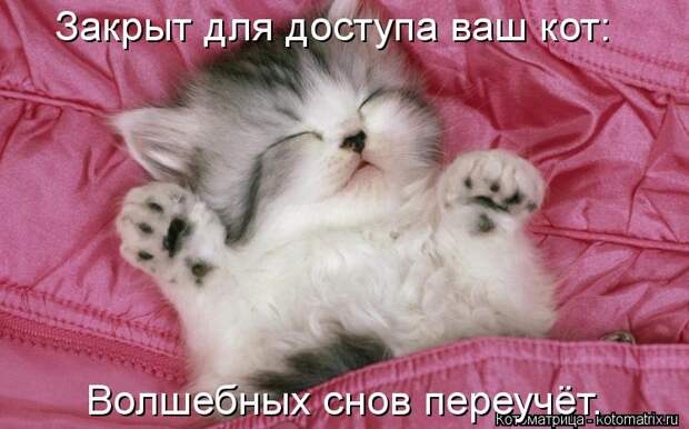 Котоматрица: Закрыт для доступа ваш кот: Волшебных снов переучёт.