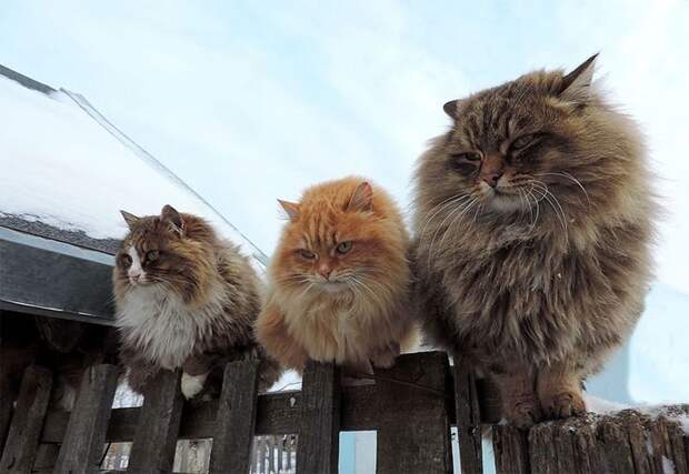 Миллион сибирских кошек Алла Лебедева, барнаул, кошеки, фоторепортаж