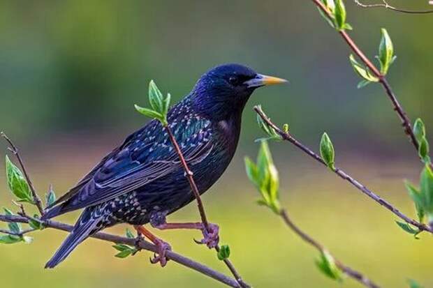 Тату скворец (52 фото) .