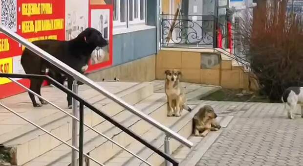 В Мариуполе собаки «захватили» магазин и не дают никому в него зайти https://t.me/webmoney_dn/314857Video: Видео от Донецкая группа новост...