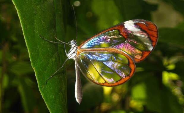 Как выглядит бабочка Грета Ото