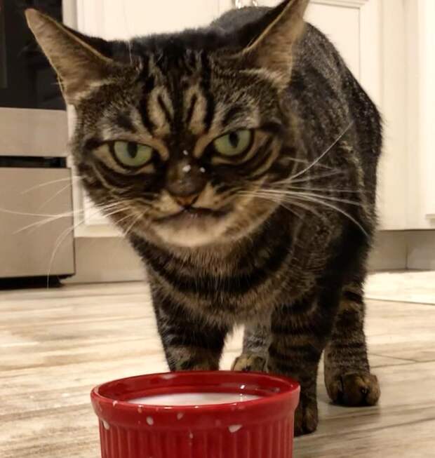 В интернете нашли новую «самую сердитую» кошку в мире