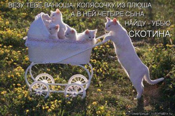 Котоматрицы (картинки с надписями)