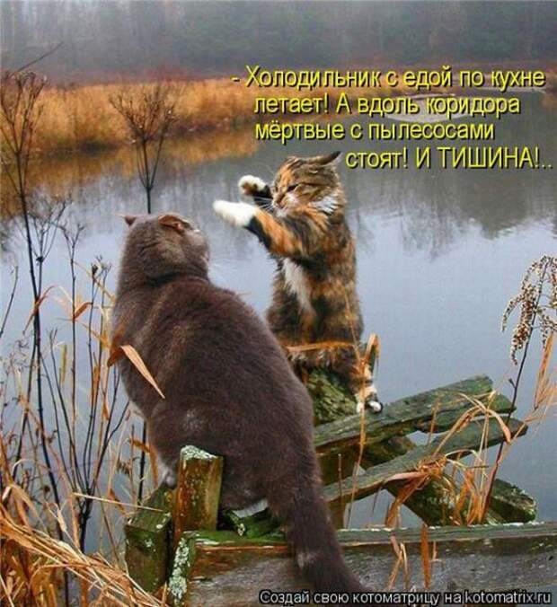 Котоматрицы(картинки с надписями)