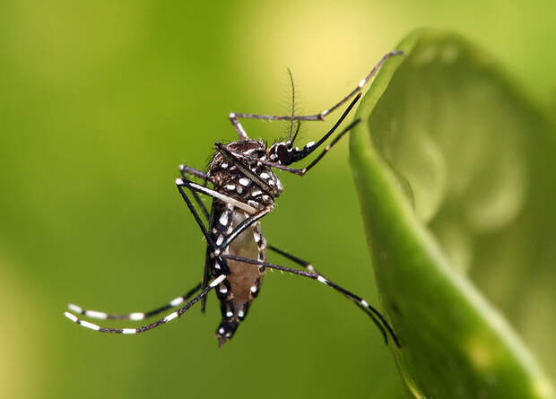 Всемирная комариная программа почти победила лихорадку Денге в индонезийской Джокьякарте