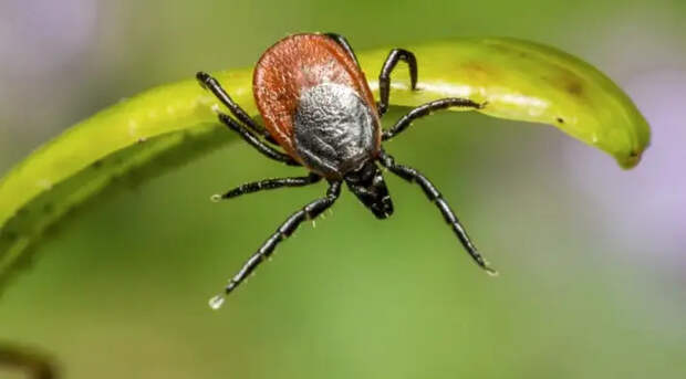 На Южном Урале стартовал сезон клещей: первый укус в Челябинске