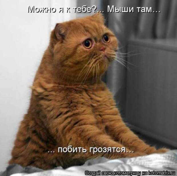 Котоматрицы(картинки с надписями)