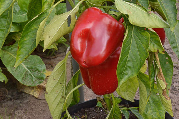 Чем «кормить» болгарский перец в августе, чтобы получить больше урожая