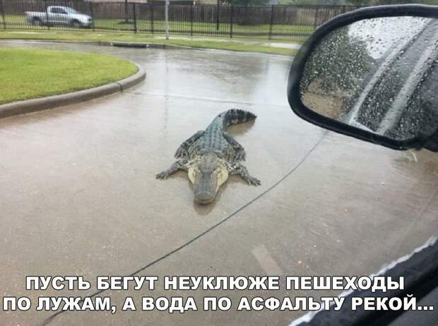 Подборка веселых фото и картинок с надписью со смыслом (12 фото) Подборка веселых фото и картинок с надписью со смыслом (12 фото)