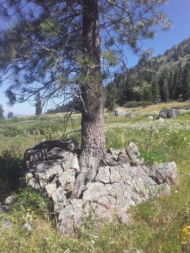 19. Дерево проросло прямо через камень