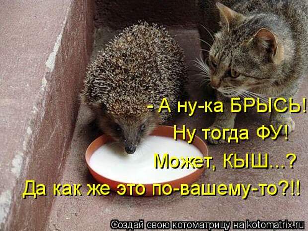 На дачах водятся коты вот такой красоты!