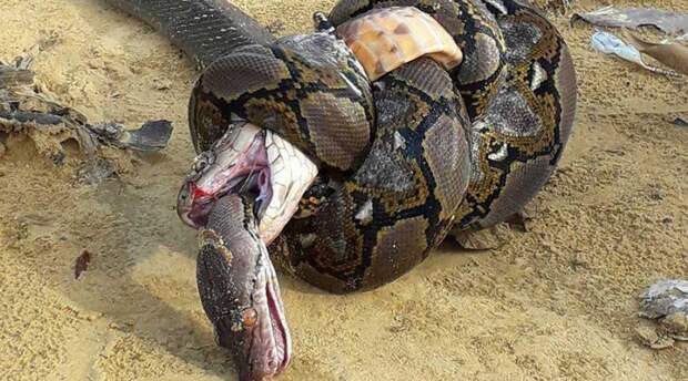 https://vinegred.ru/wp-content/uploads/2018/02/snake-battle-king-cobra-reticulated-python-photo-vinegret-1-800x445.jpg