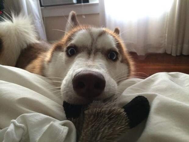 Нечеловеческий шок