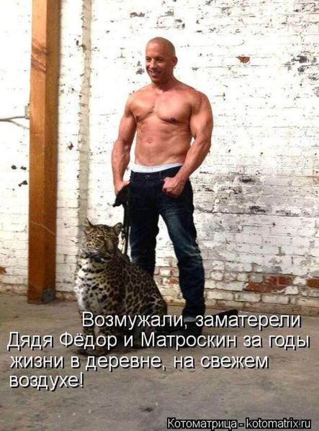 Лучшие котоматрицы недели Лучшие котоматрицы недели