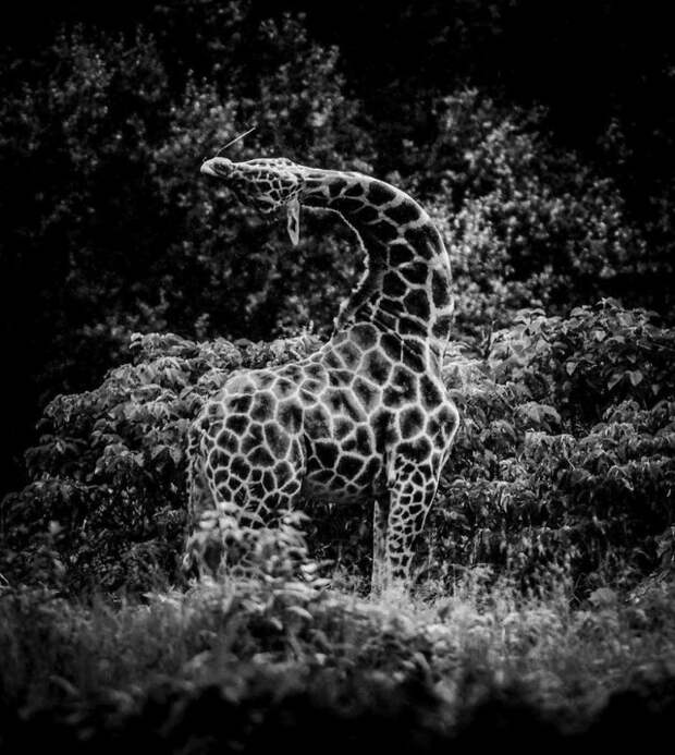 черно белые фотографии африканской дикой природы (16)