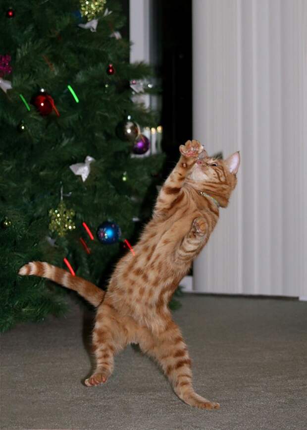 Танцующие коты поднимут вам настроение!