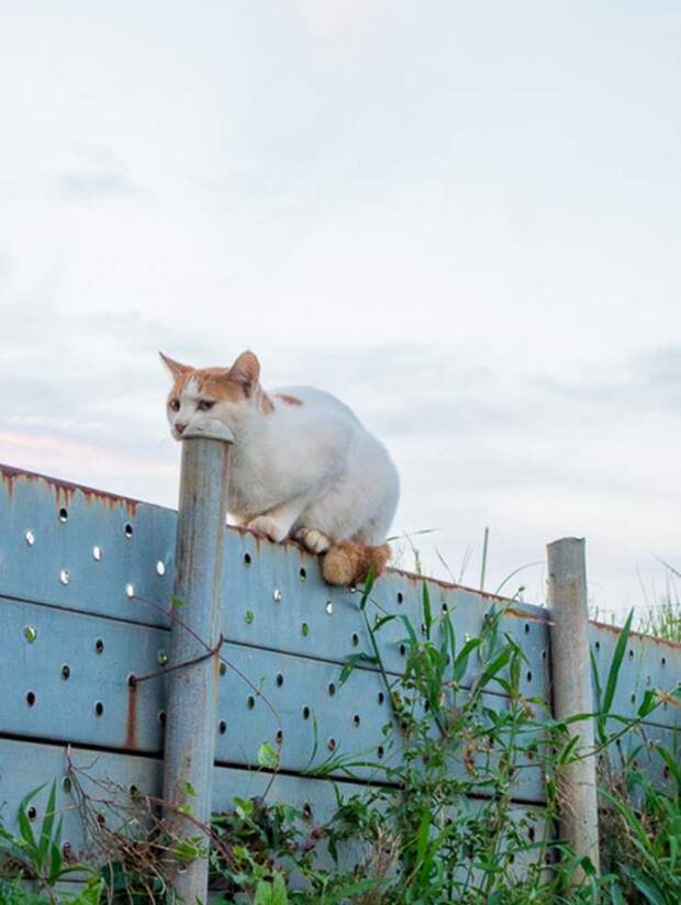 Котик, который проглотил трубу