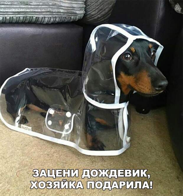Подборка веселых фото и картинок с надписью со смыслом (12 фото) Подборка веселых фото и картинок с надписью со смыслом (12 фото)