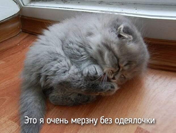 Не отличить даже при ближайшем рассмотрении — 20 животных, которые ведут себя совсем как я! Не отличить даже при ближайшем рассмотрении — 20 животных, которые ведут себя совсем как я!