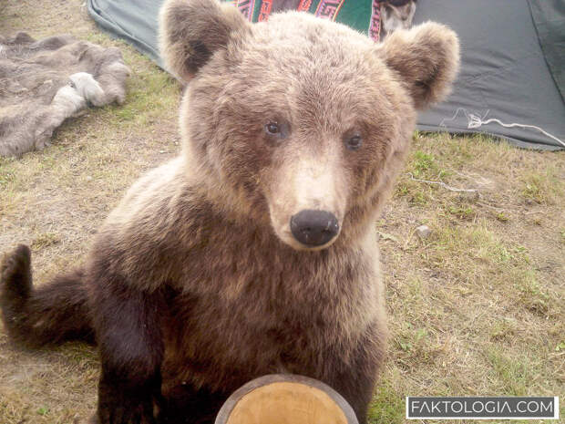 В ХМАО сборщик шишек застрелил другого шишкаря, приняв его за медведя