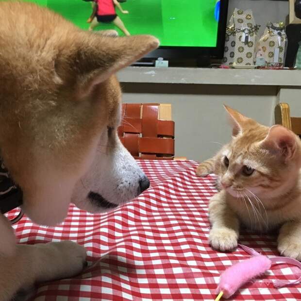Без кота и жизнь не та