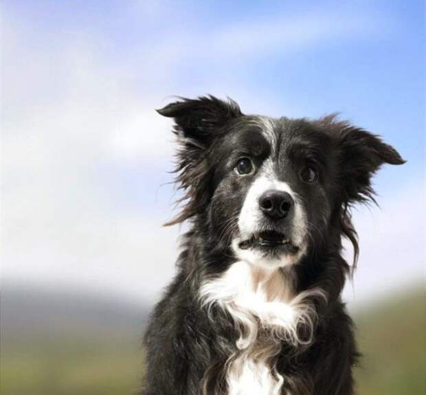 20 животных, которых тоже чертовски удивляет этот мир удивление, чувство, эмоции, животные