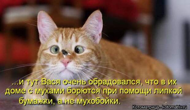 Котоматрицы(картинки с надписями)