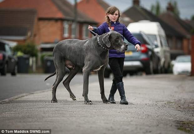 Бальтазар живет на кухне dog, великобритания, вес, гигант