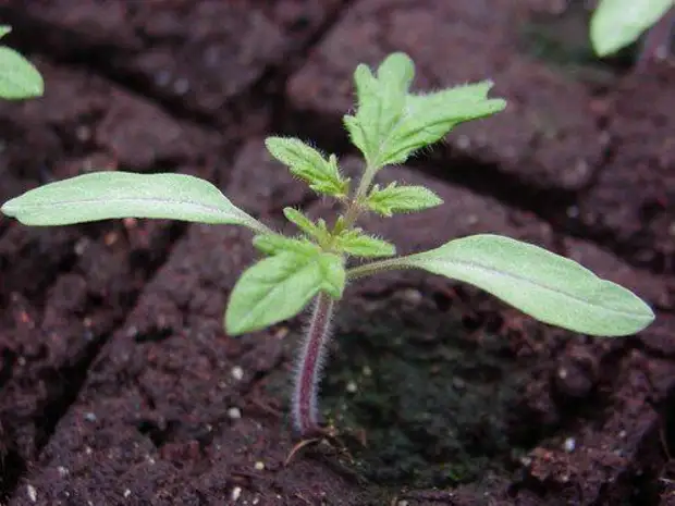 Очень важная подкормка томатов, чтобы рассада росла крепкая, и не вытягивалась