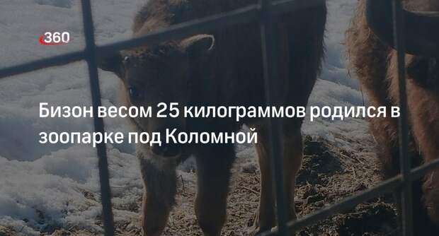 Бизон весом 25 килограммов родился в зоопарке под Коломной