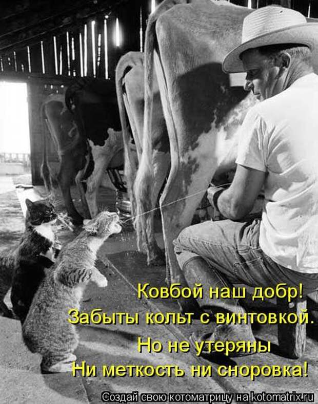 Лучшие котоматрицы недели (50 фото)