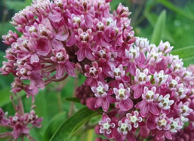 В этой статье вы прочитаете про самые неприхотливые и морозостойкие многолетники, которые можно посадить в саду и которые прекрасно переживают зиму при -30